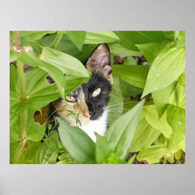 Calico Cat i Zinnias Poster (Framsidan)