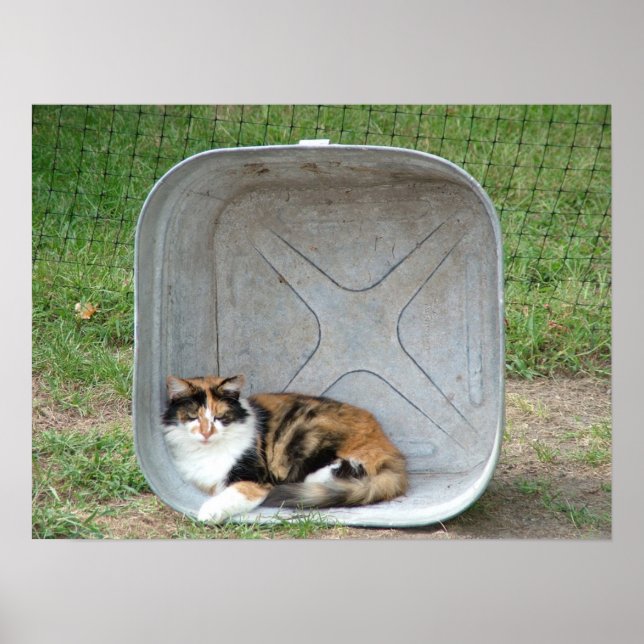 Calico Cat in Basin Poster (Framsidan)