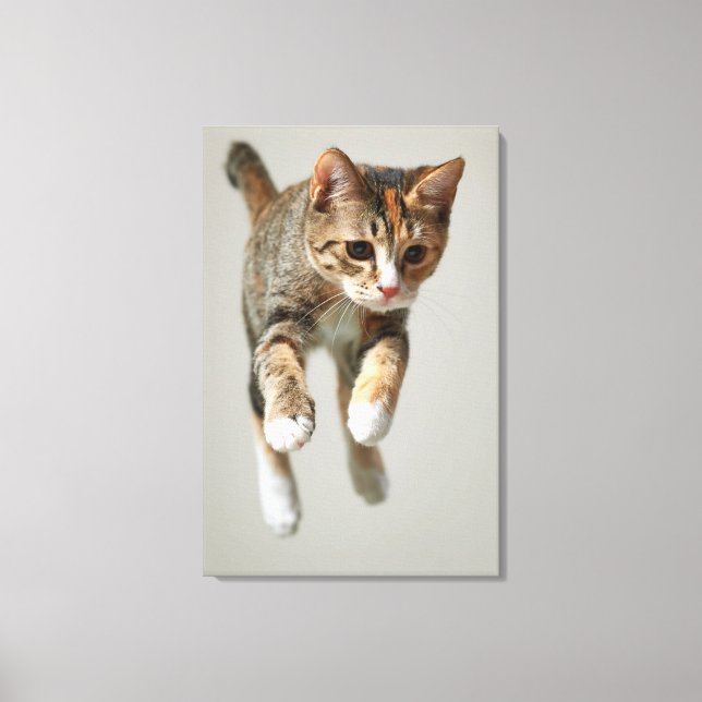 Calico Cat Jumping Canvastryck (Framsida)