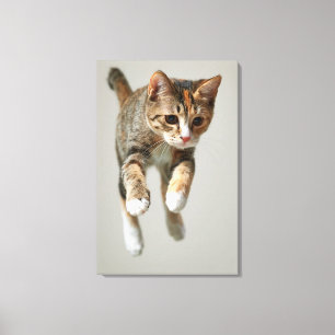 Calico Cat Jumping Canvastryck