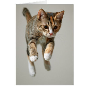 Calico Cat Jumping Hälsningskort