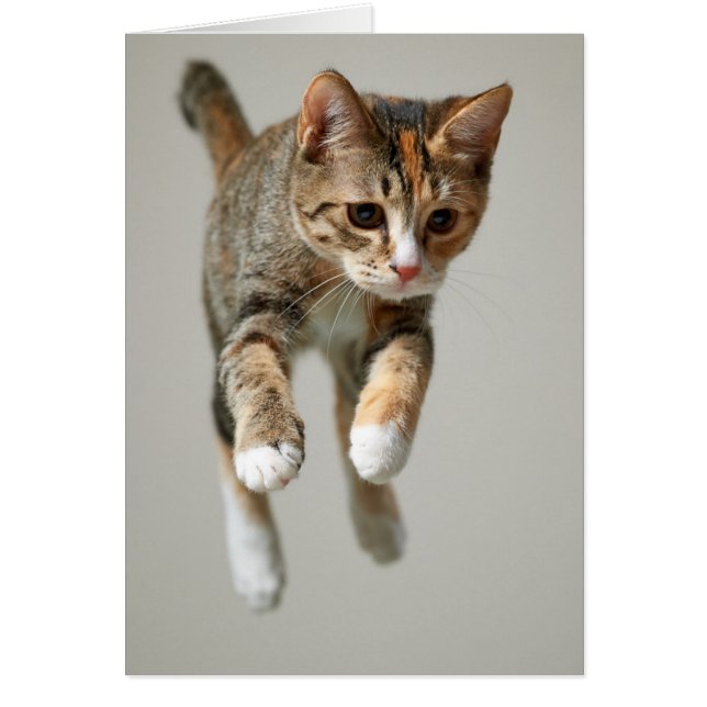 Calico Cat Jumping Hälsningskort (Framsidan)