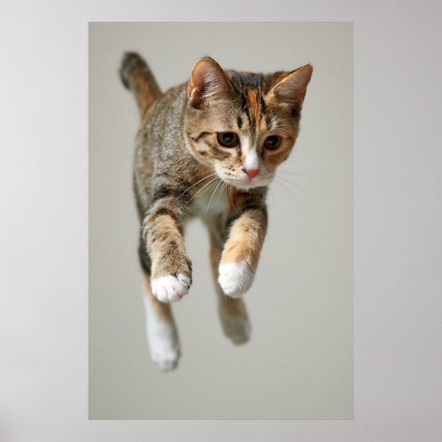 Calico Cat Jumping Poster (Framsidan)