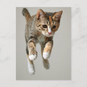 Calico Cat Jumping Vykort