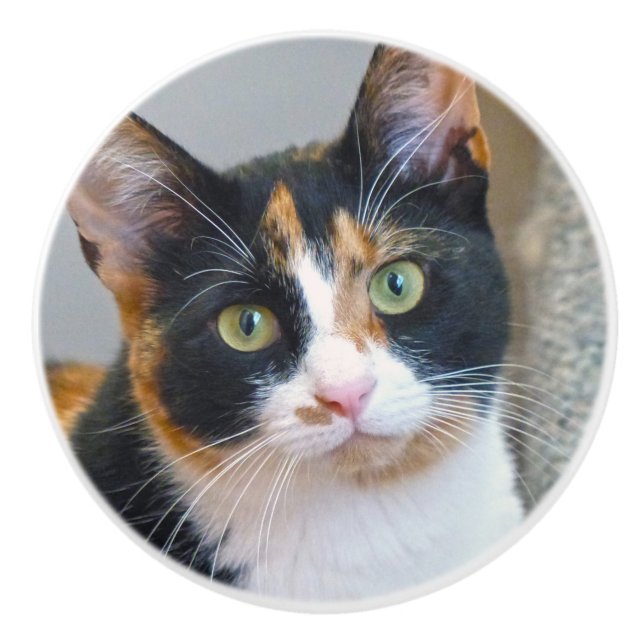Calico Cat Knopp (Framsidan)