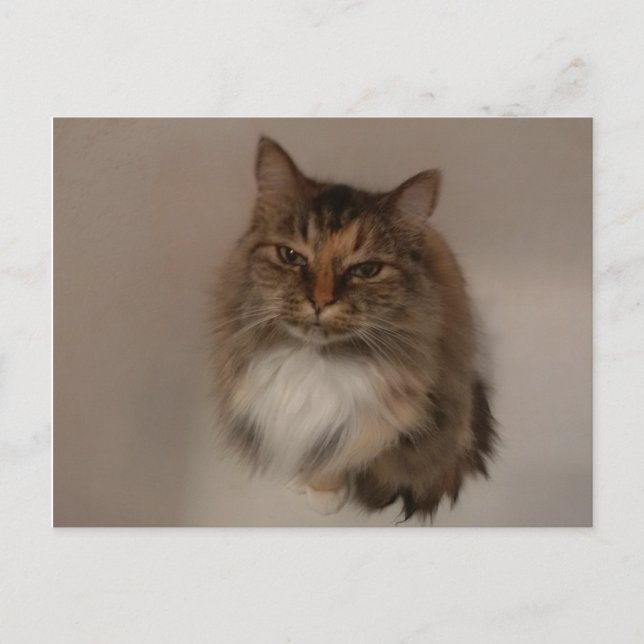 Calico Cat-kort Vykort (Framsida)
