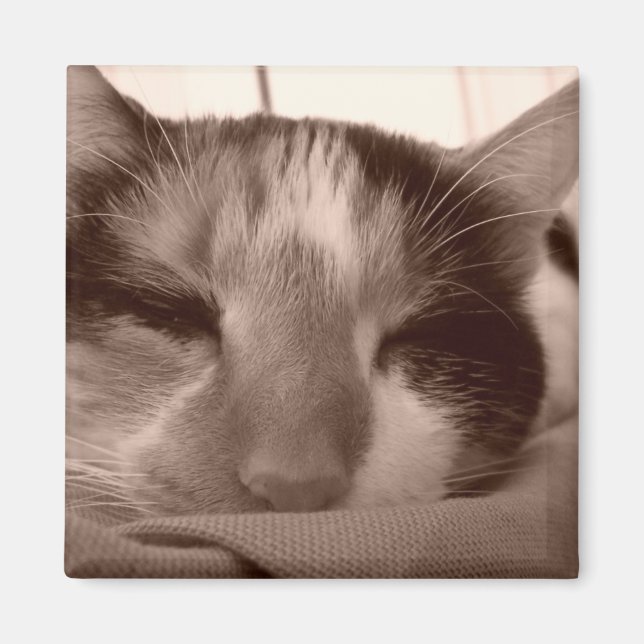 Calico cat magnet (Framsidan)