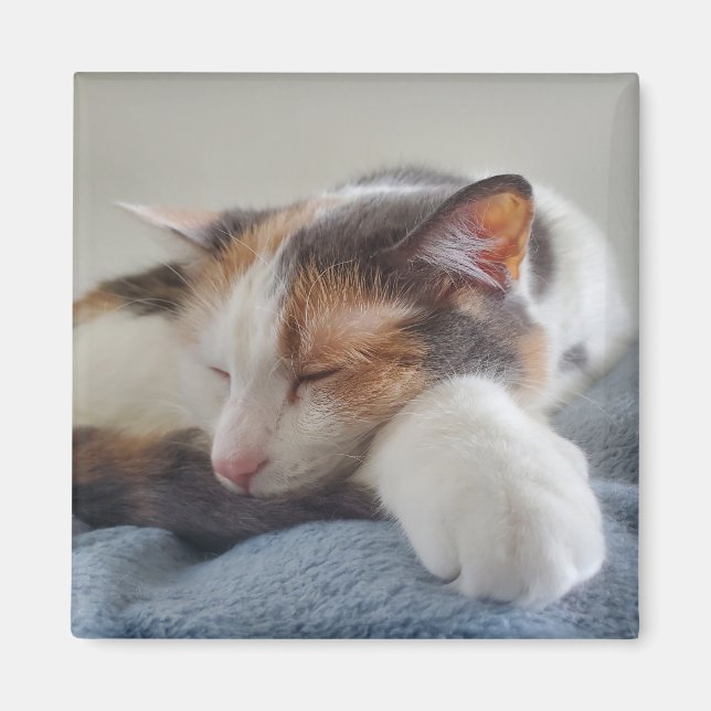 Calico cat magnet (Framsidan)