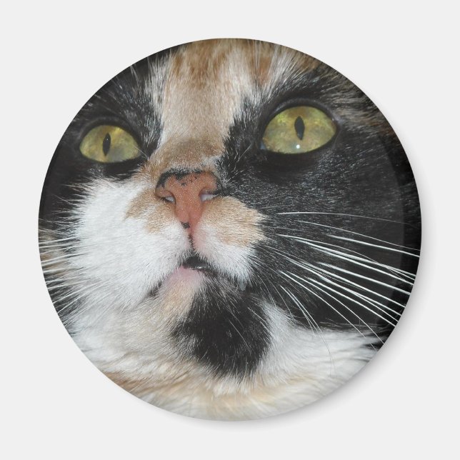 Calico Cat Magnet (Framsidan)