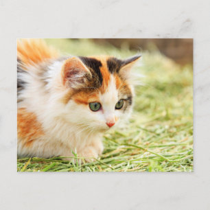 Calico Cat med grönt Vykort