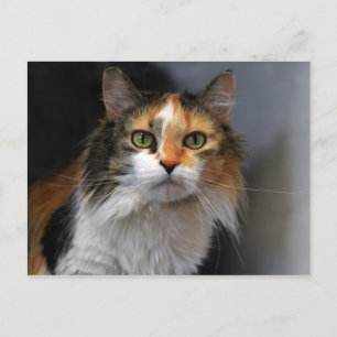Calico Cat med lång halveringstid Vykort