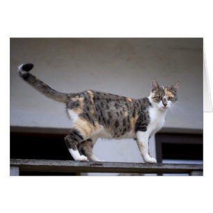 Calico Cat på balkongen Hälsningskort