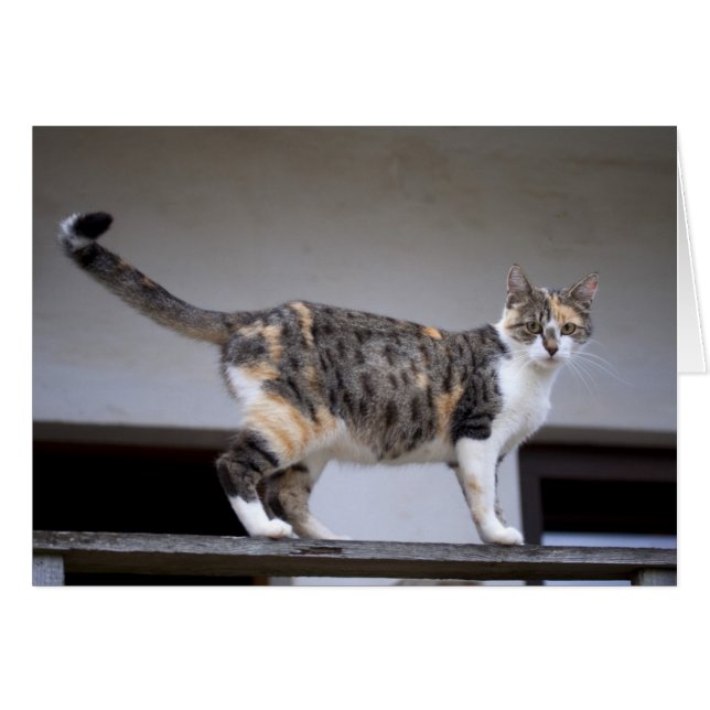 Calico Cat på balkongen Hälsningskort (Framsidan Horizontal)