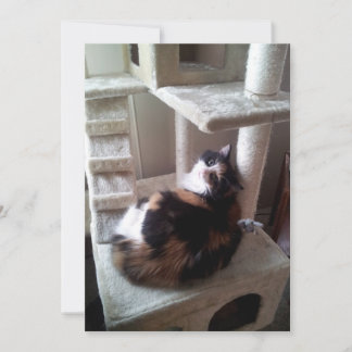 Calico Cat på Cat Träd