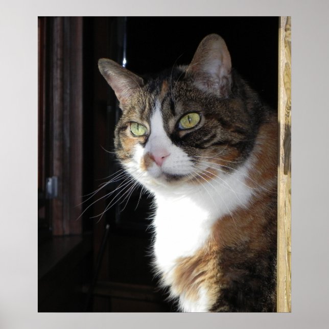 Calico Cat Poster (Framsidan)
