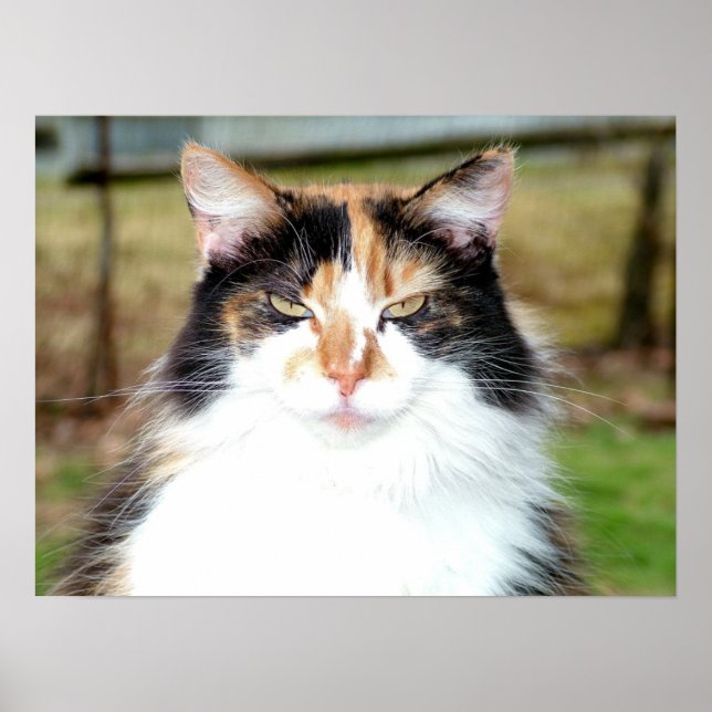 Calico Cat Poster (Framsidan)
