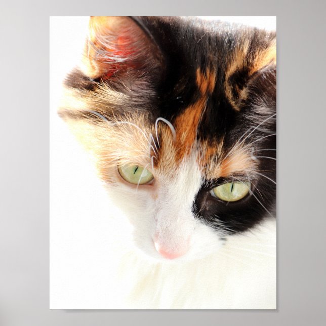 Calico Cat Poster (Framsidan)