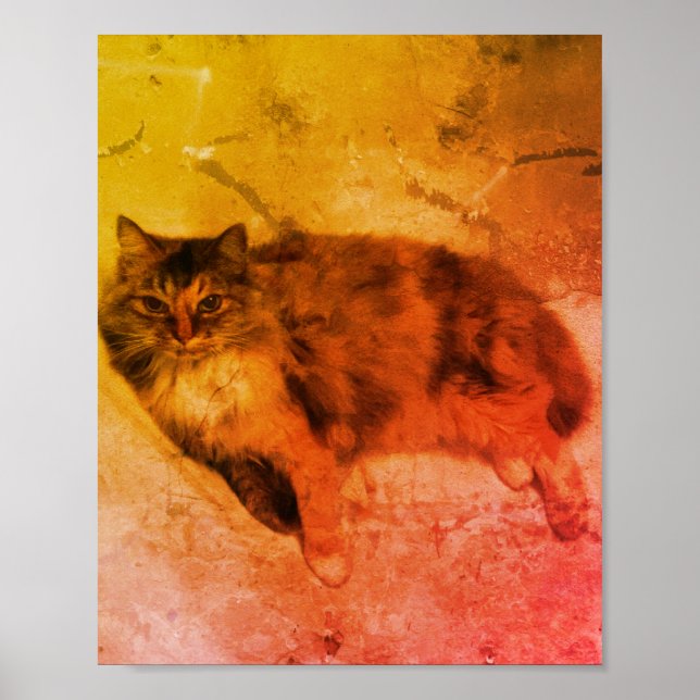 Calico Cat Poster (Framsidan)