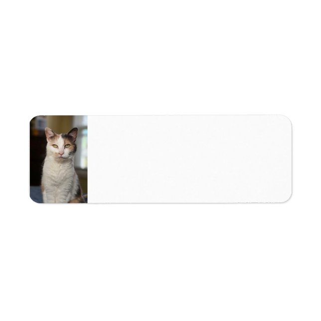 Calico cat returadress etikett (Framsidan)
