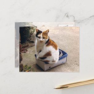 Calico cat sitta i en låda vykort