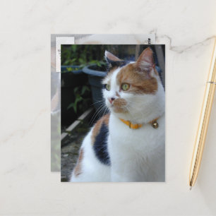 Calico cat sitta utanför vykort