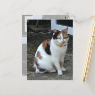 Calico cat sitta utanför vykort