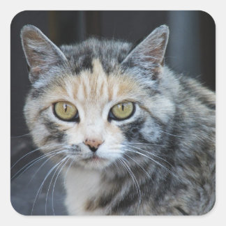 Calico Cat Stickers Fyrkantigt Klistermärke
