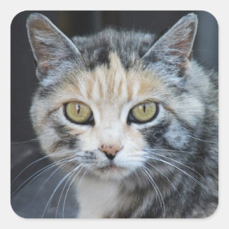 Calico Cat Stickers Fyrkantigt Klistermärke