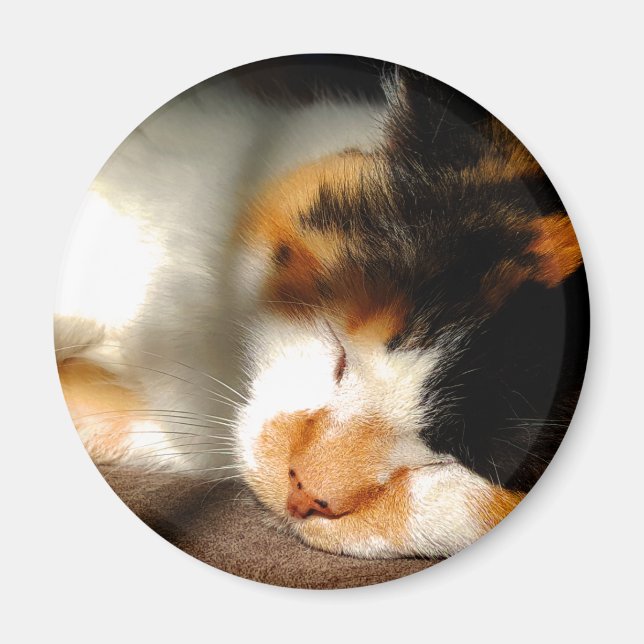 Calico Cat Sunning Magnet (Framsidan)