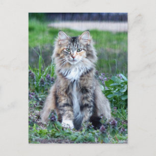 Calico Cat vykort