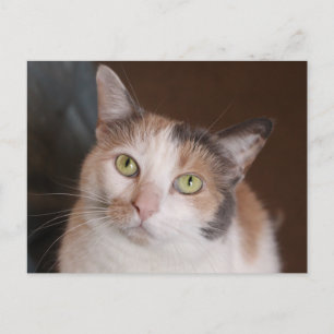 Calico cat vykort