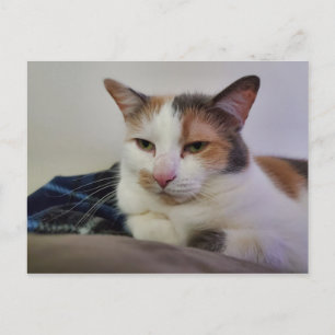 Calico Cat Vykort