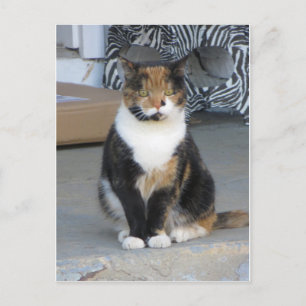 Calico Cat Vykort