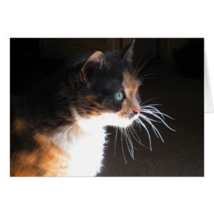 Calico Cat Whiskers Hälsningskort