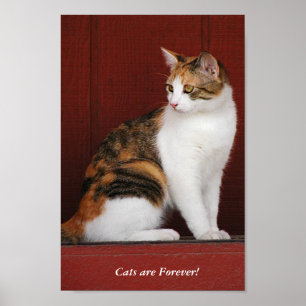 Calico Cats-regeln! Poster