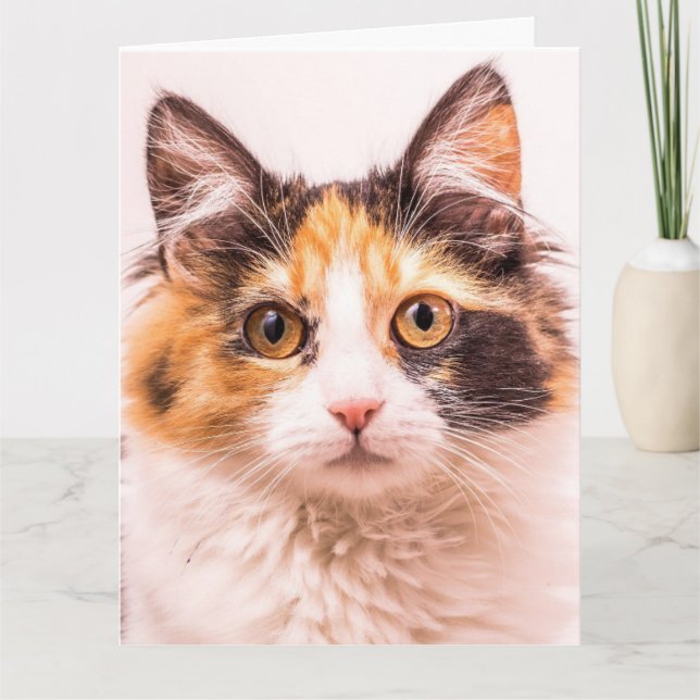 CALICO CUTE CAT BIRTHDAY GREETING CARD KORT (Framsida)