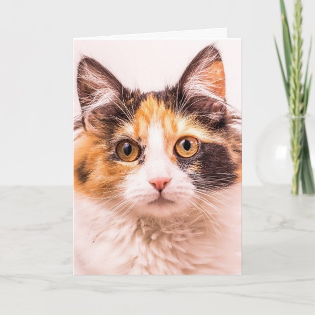 CALICO CUTE CAT BIRTHDAY GREETING CARD KORT (Framsida)