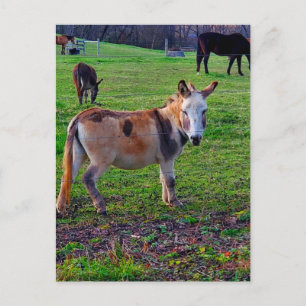Calico Donkey Vykort