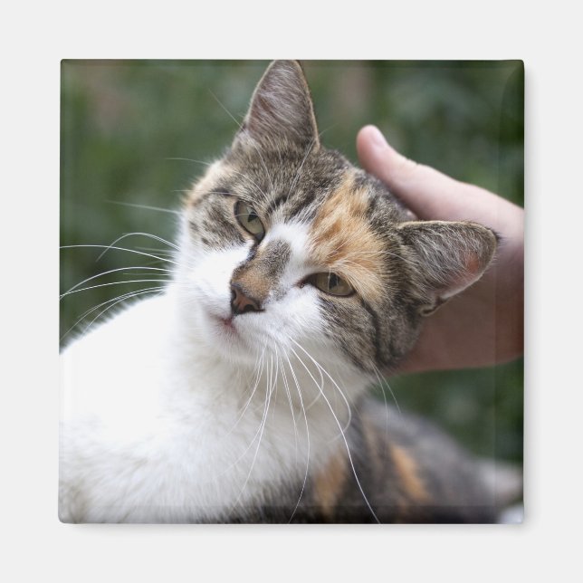 Calico Enjoys A Stroke Magnet (Framsidan)