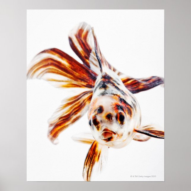 Calico Fantail Comet goldfish (Carassius) Poster (Framsidan)