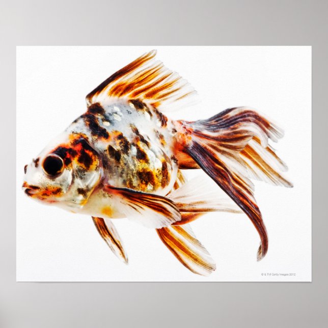 Calico Fantail Comet guldfisk Poster (Framsidan)