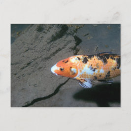 Calico Fish Vykort