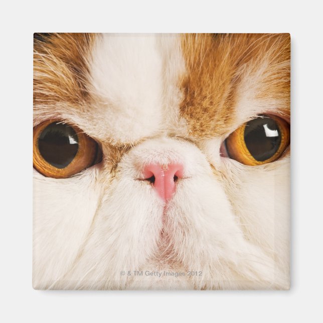 Calico Harlequin Persian Magnet (Framsidan)