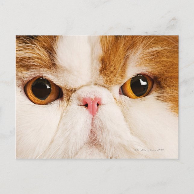 Calico Harlequin Persian Vykort (Framsida)