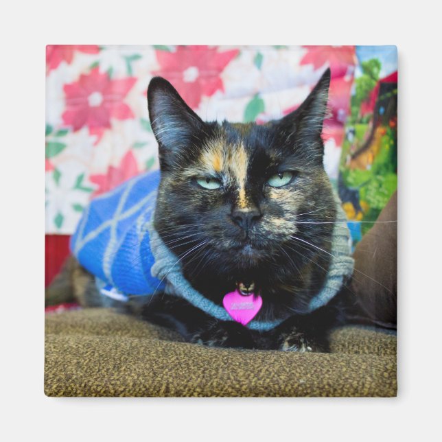 Calico I Magnet (Framsidan)