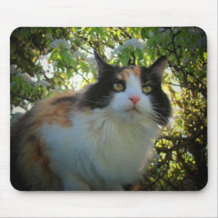 Calico in Blooming Apple Träd Musmatta