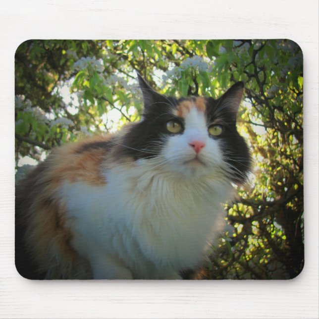 Calico in Blooming Apple Träd Musmatta (Framsidan)
