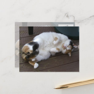 Calico-katten klämde på låset vykort