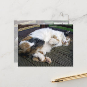 Calico-katten klämde på låset vykort