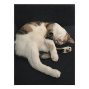 Calico kattunge fototryck